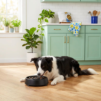 Dog eating from the spiral bowl